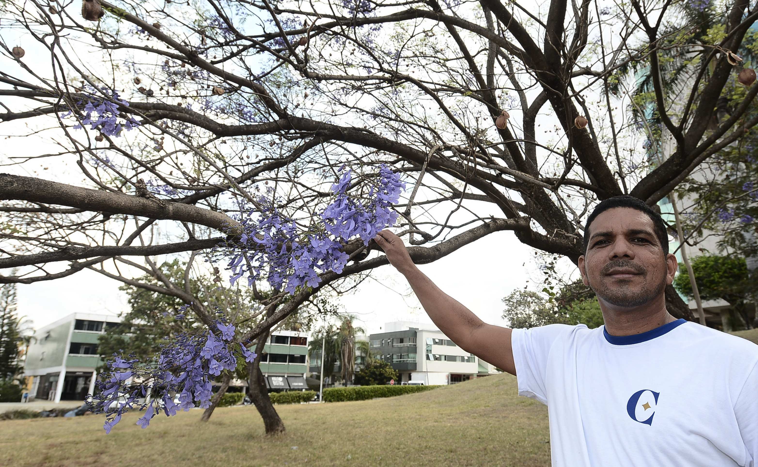  Cleiton Pereira acha descasa sob p&eacute; de jacarand&aacute;-mimoso, enquanto desfruta da beleza de suas flores