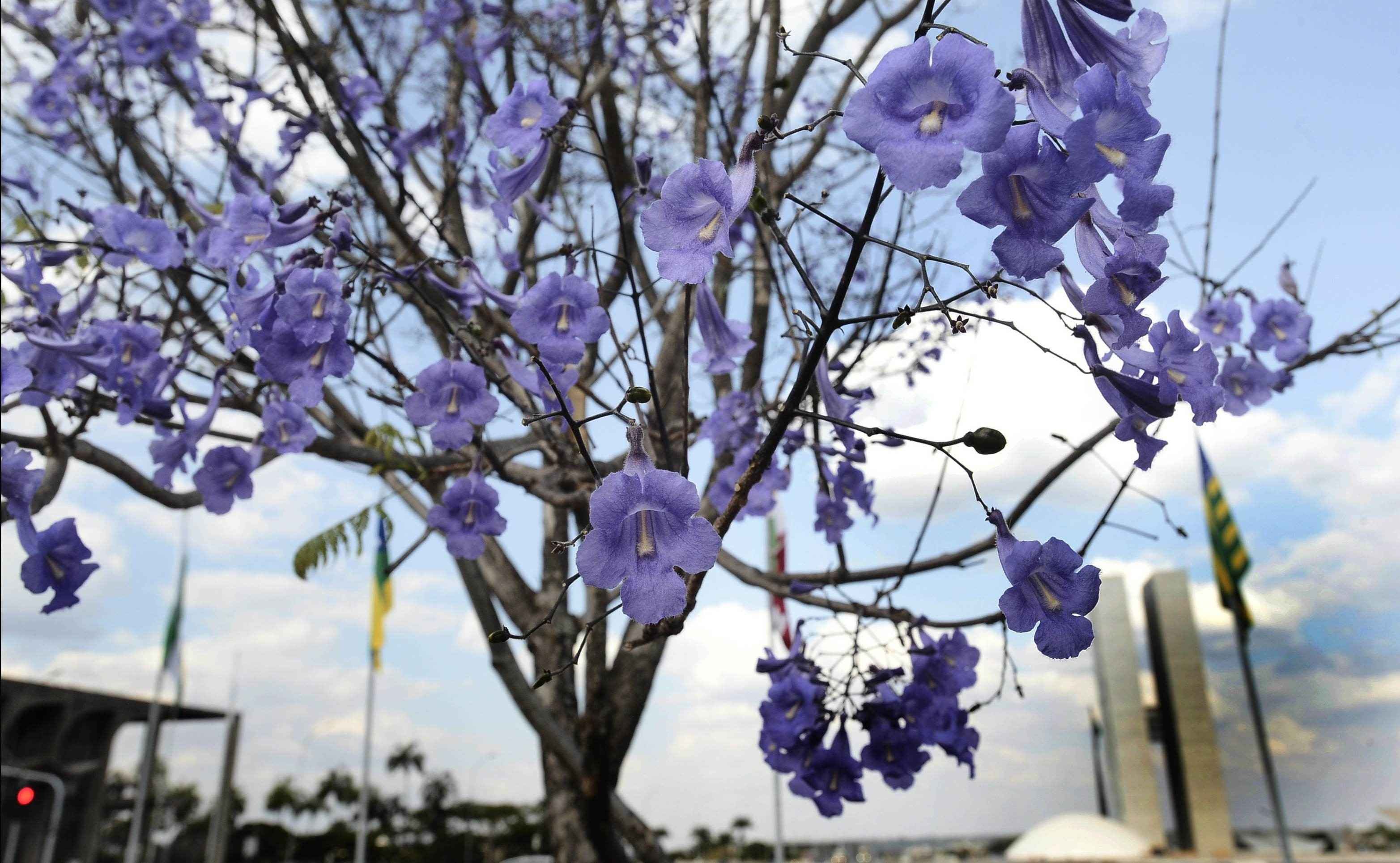 Flores do jacarand&aacute; colorem e embelezam fachada do Congresso Nacional em Bras&iacute;lia