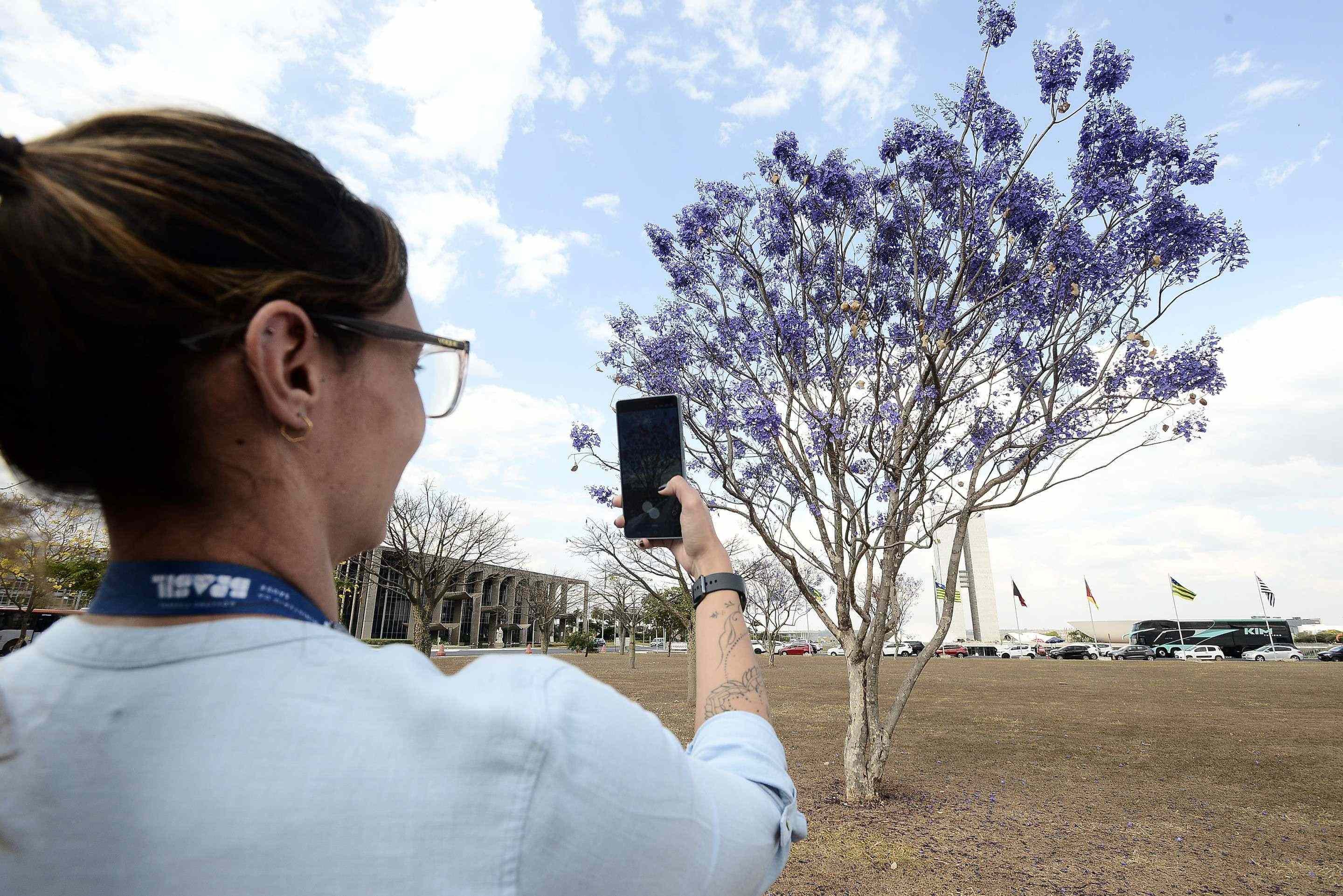 Brenda dos Reis aproveita o intervalo do trabalho para tirar fotos do jacarand&aacute;-mimoso