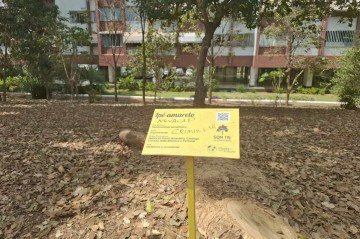 Crianças escreveram 'Novacap criminosa' na placa de identificação do ipê -  (crédito: Beatriz Ocke/ CB/D.A Press)