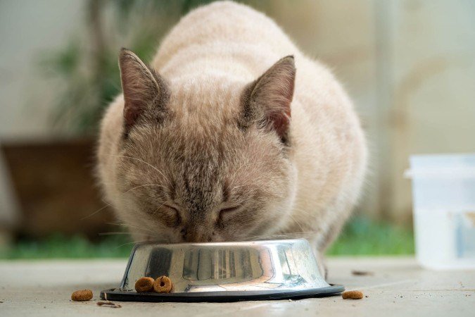Dietas balanceadas e específicas para cada porte reduzem o risco de doenças crônicas em cães e gatos