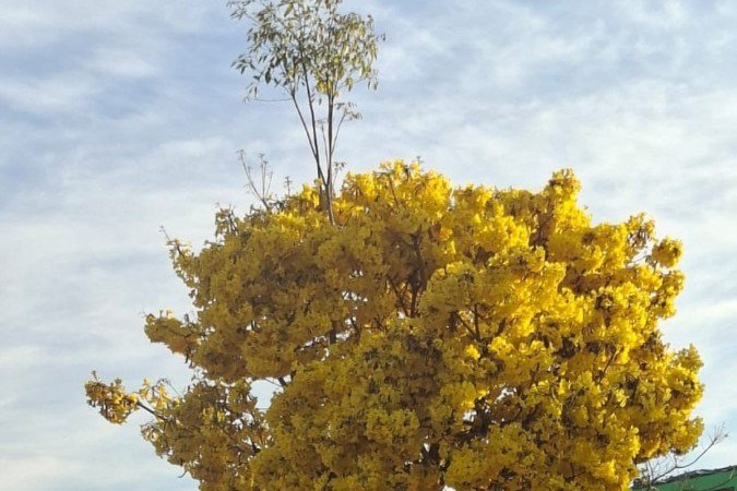 Ipê amarelo no Lago Norte