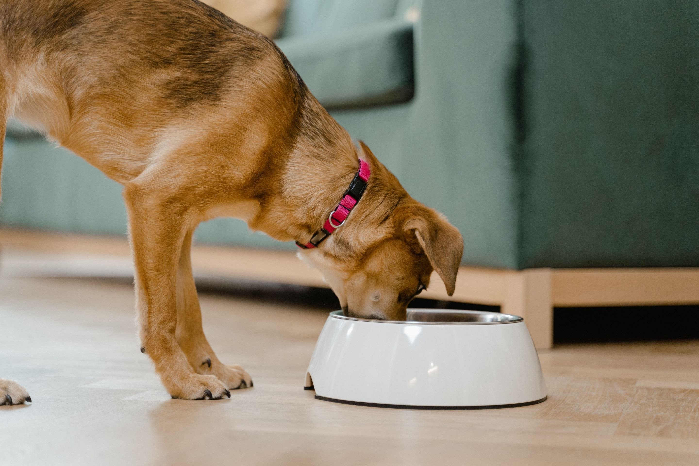 Idade, porte e rotina: o que considerar na alimentação do seu pet?