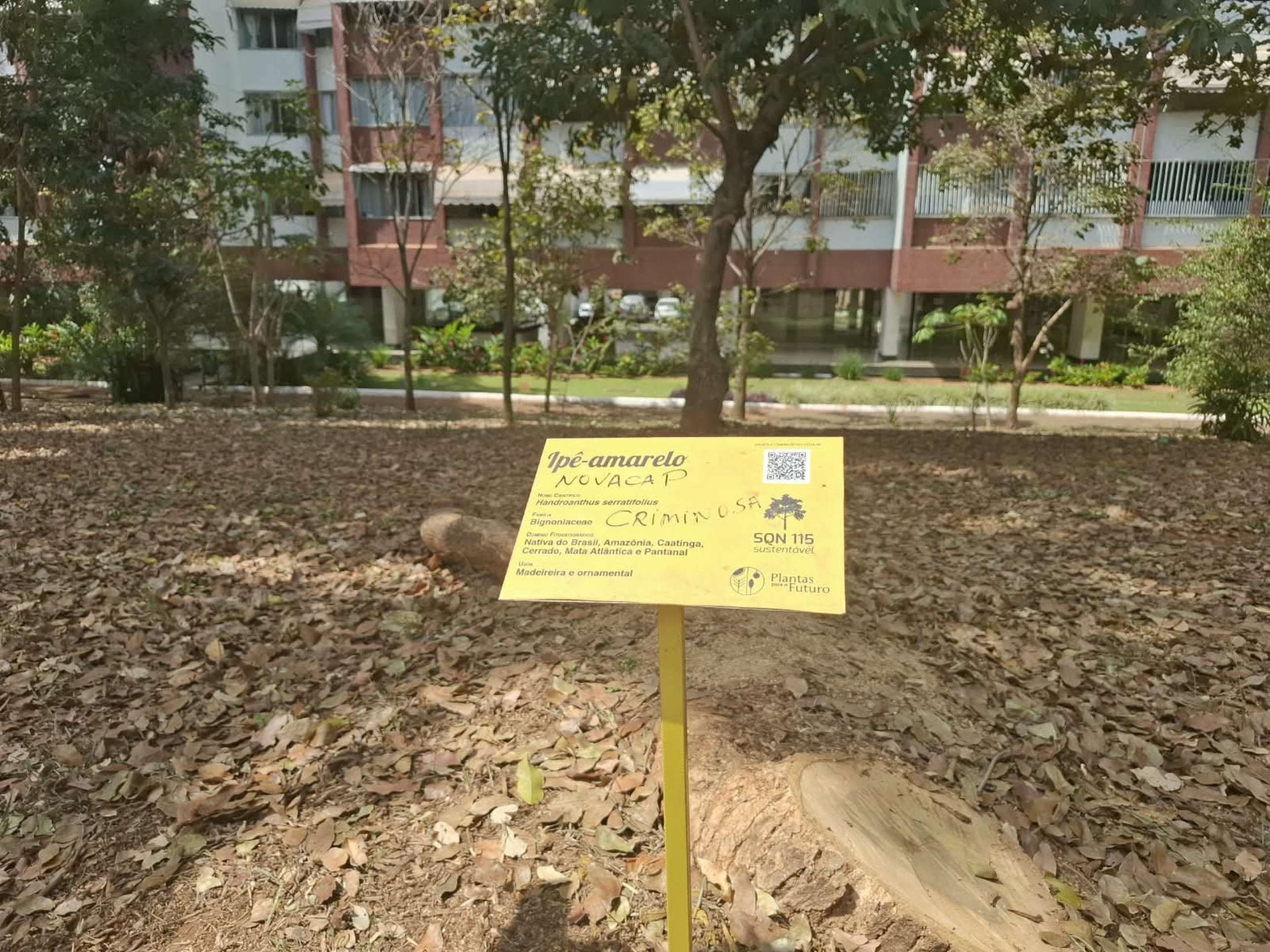 Moradores de quadra da Asa Norte denunciam corte de Ipê amarelo 