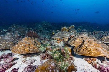 Corais das Ilhas Galápagos foram usados como biomarcadores -  (crédito: Greg Asner/Divulgação )