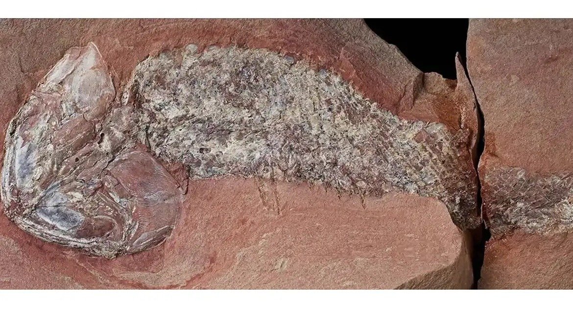 O f&oacute;ssil de Leolepis, nova esp&eacute;cie de peixe pr&eacute;-hist&oacute;rico, revela detalhes de um ecossistema sul-americano de 254 milh&otilde;es de anos -  (crédito: Journal of South American Earth
) -O f&oacute;ssil de Leolepis, nova esp&eacute;cie de peixe pr&eacute;-hist&oacute;rico, revela detalhes de um ecossistema sul-americano de 254 milh&otilde;es de anos -  (crédito: Journal of South American Earth
)