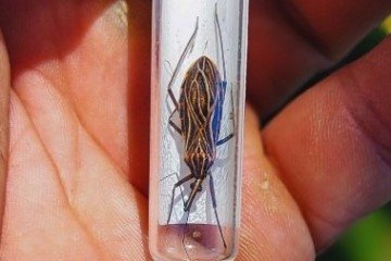 Pesquisa no Acre demonstra a relação entre o desmatamento na Amazônia e a maior presença do barbeiro, vetor da doença de Chagas - (crédito: Wandercleyson Abreu) Pesquisa no Acre demonstra a relação entre o desmatamento na Amazônia e a maior presença do barbeiro, vetor da doença de Chagas - (crédito: Wandercleyson Abreu)
