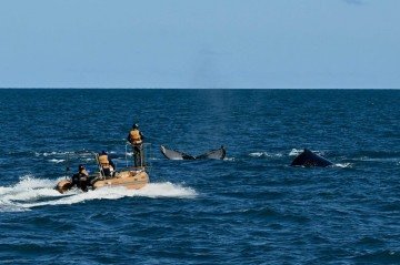 Baleias-Jubarte junto a equipes de pesquisa no Atlântico Sul, no litoral brasileiro - (crédito: AFP) Baleias-Jubarte junto a equipes de pesquisa no Atlântico Sul, no litoral brasileiro - (crédito: AFP)