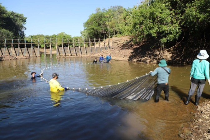 Operação de resgate dos botos em Tocantins - (crédito: WALKER/Divulgação ) Operação de resgate dos botos em Tocantins - (crédito: WALKER/Divulgação )