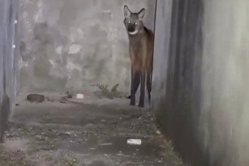 Lobo-guará é resgatado em casa abandonada na região da Ponte Alta - (crédito: PMDF/Divulgação) Lobo-guará é resgatado em casa abandonada na região da Ponte Alta - (crédito: PMDF/Divulgação)