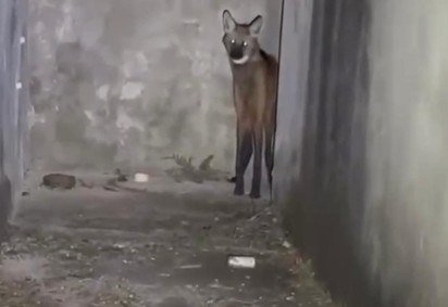 Lobo-guará é resgatado em casa abandonada na região da Ponte Alta -  (crédito: PMDF/Divulgação) -Lobo-guará é resgatado em casa abandonada na região da Ponte Alta -  (crédito: PMDF/Divulgação)