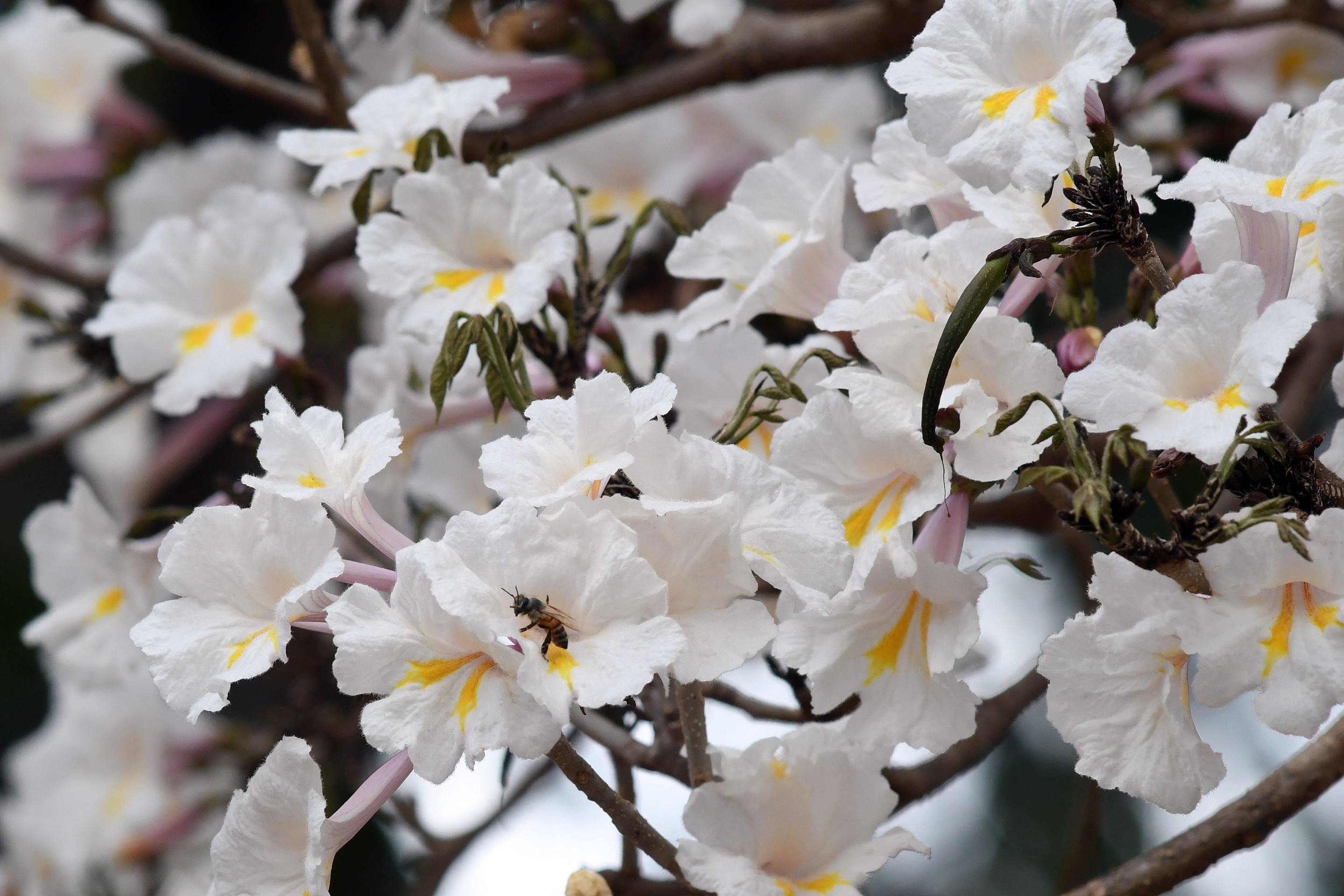  De agosto &aacute; outubro, as flores aparecem e somem em um intervalo de poucos dias