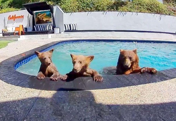 @poolbearlife