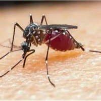 A picada da fêmea do mosquito do gênero Anopheles infectada transmite a doença que provoca febre intensa e fortes dores pelo corpo  -  (crédito: Prefeitura de Caraguatatuba/SESA/Divulgação)