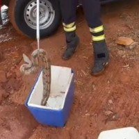 Tucano e Jiboia s&atilde;o resgatados pelos corpo de bombeiros no DF