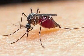 A picada da fêmea do mosquito do gênero Anopheles infectada transmite a doença que provoca febre intensa e fortes dores pelo corpo - (crédito: Prefeitura de Caraguatatuba/SESA/Divulgação) A picada da fêmea do mosquito do gênero Anopheles infectada transmite a doença que provoca febre intensa e fortes dores pelo corpo - (crédito: Prefeitura de Caraguatatuba/SESA/Divulgação)