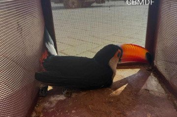 Tucano e Jiboia são resgatados pelos corpo de bombeiros no DF - (crédito: Crédito: Divulgação/CBMDF) Tucano e Jiboia são resgatados pelos corpo de bombeiros no DF - (crédito: Crédito: Divulgação/CBMDF)