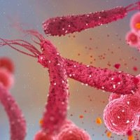 Alterações na microbiota intestinal causadas pela presença da bactéria H.pylori é uma das hipóteses biológicas para a associação entre a infecção e o câncer colorretal -  (crédito: Australian Clinical Labs/Divulgação )