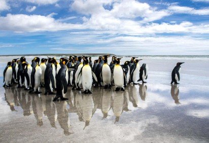 Conheça as Ilhas Malvinas, o paraíso dos pinguins no Atlântico Sul -  (crédito: Uai Turismo) -Conheça as Ilhas Malvinas, o paraíso dos pinguins no Atlântico Sul -  (crédito: Uai Turismo)