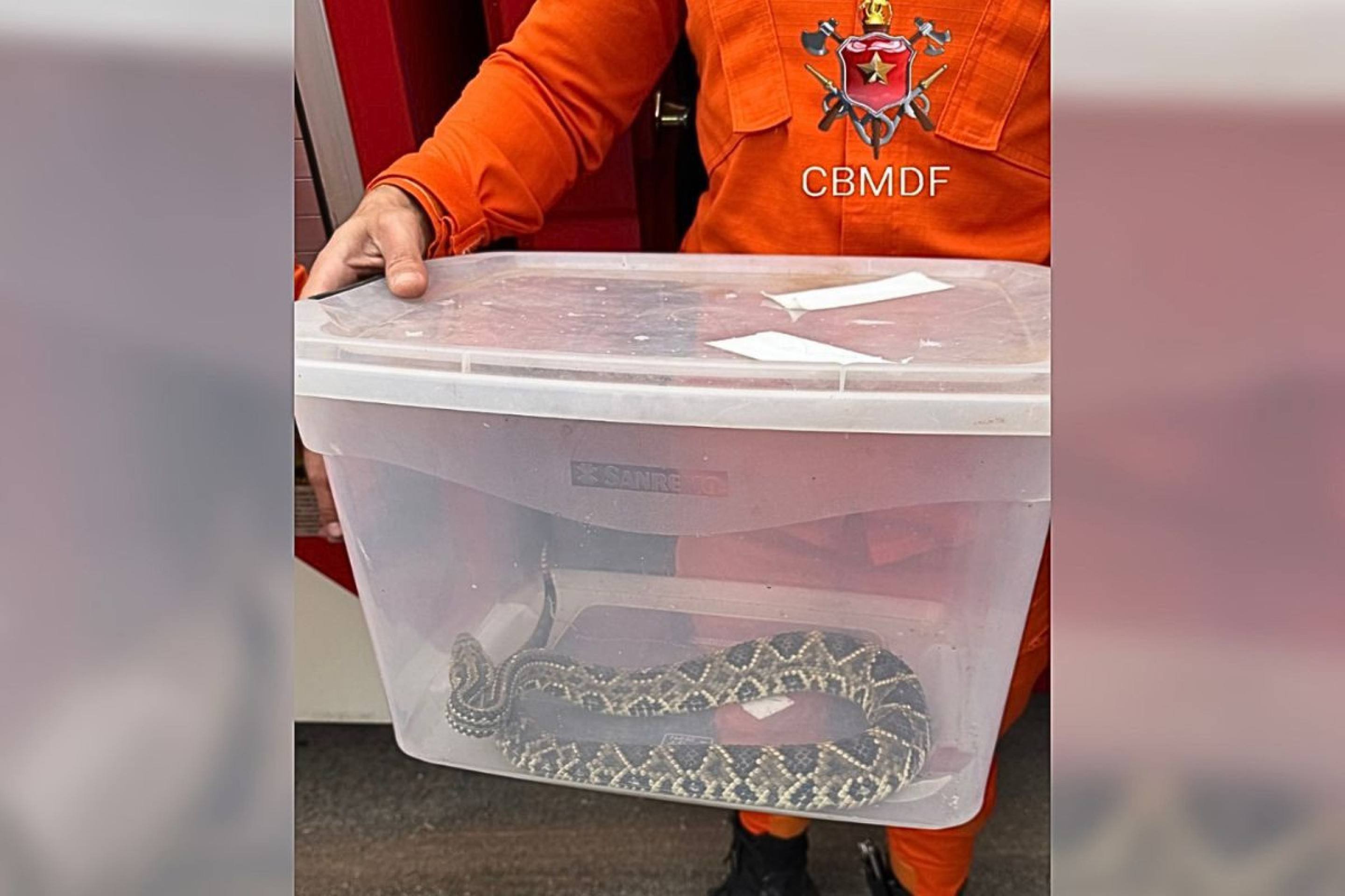 Bombeiros resgatam cobra cascavel em via de pedestres no Lago Norte