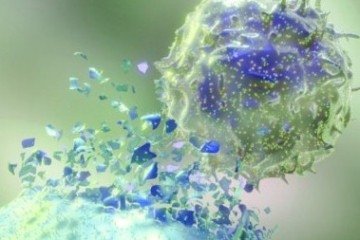 Ataque e desintegração de células tumorais por células imunológicas, mecanismo chave da nova terapia contra leucemia e linfoma - (crédito: University of Texas/MD Anderson Cancer Center) Ataque e desintegração de células tumorais por células imunológicas, mecanismo chave da nova terapia contra leucemia e linfoma - (crédito: University of Texas/MD Anderson Cancer Center)