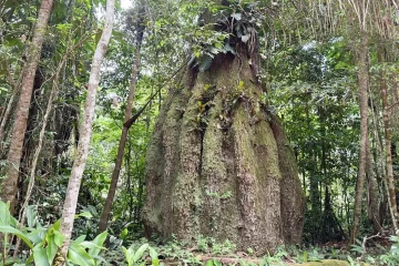 As reservas Tupana Igapó-Açu I e II e as reservas de Canaã e Mirari ficam na região de influência da BR-319, no Sul do Amazonas - (crédito: Fabíola Sinimbú /Agência Brasil) As reservas Tupana Igapó-Açu I e II e as reservas de Canaã e Mirari ficam na região de influência da BR-319, no Sul do Amazonas - (crédito: Fabíola Sinimbú /Agência Brasil)