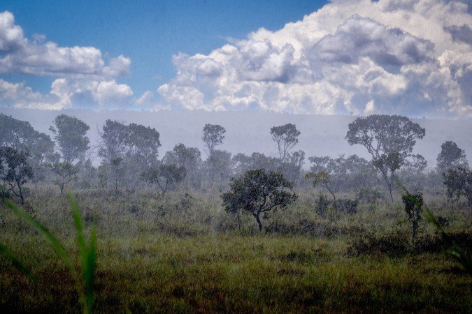 Projeto promove mutirão para recuperar áreas degradadas na Chapada dos Veadeiros