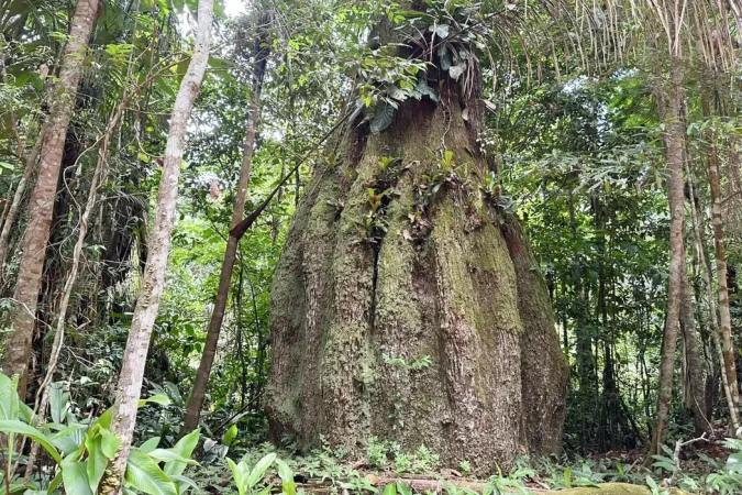 As reservas Tupana Igapó-Açu I e II e as reservas de Canaã e Mirari ficam na região de influência da BR-319, no Sul do Amazonas - (crédito: Fabíola Sinimbú /Agência Brasil) As reservas Tupana Igapó-Açu I e II e as reservas de Canaã e Mirari ficam na região de influência da BR-319, no Sul do Amazonas - (crédito: Fabíola Sinimbú /Agência Brasil)