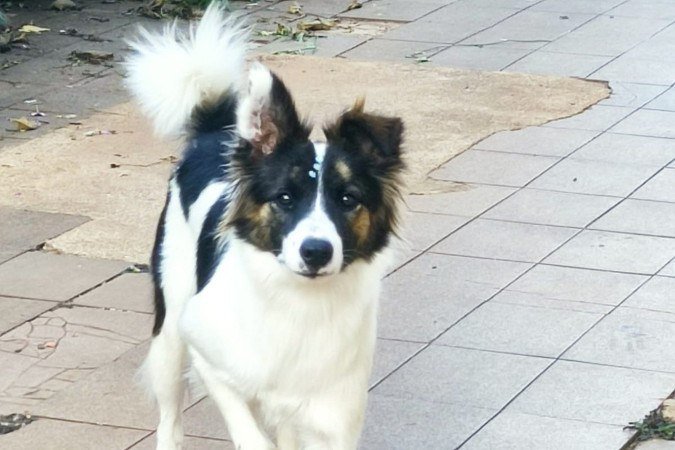 Jazz, cadela border collie de Daniela - (crédito: Arquivo pessoal) Jazz, cadela border collie de Daniela - (crédito: Arquivo pessoal)