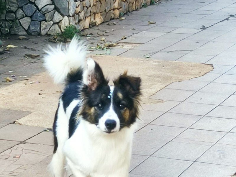 Jazz, cadela border collie de Daniela -  (crédito: Arquivo pessoal)