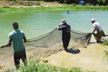  Em 2025, foram produzidas 2,6 mil toneladas de peixe no DF, um aumento ante as 2,1 mil toneladas de 2024 -  (crédito: Fotos: Ed Alves/CB/D.A Press)