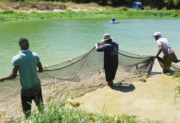  Em 2025, foram produzidas 2,6 mil toneladas de peixe no DF, um aumento ante as 2,1 mil toneladas de 2024 -  (crédito: Fotos: Ed Alves/CB/D.A Press)