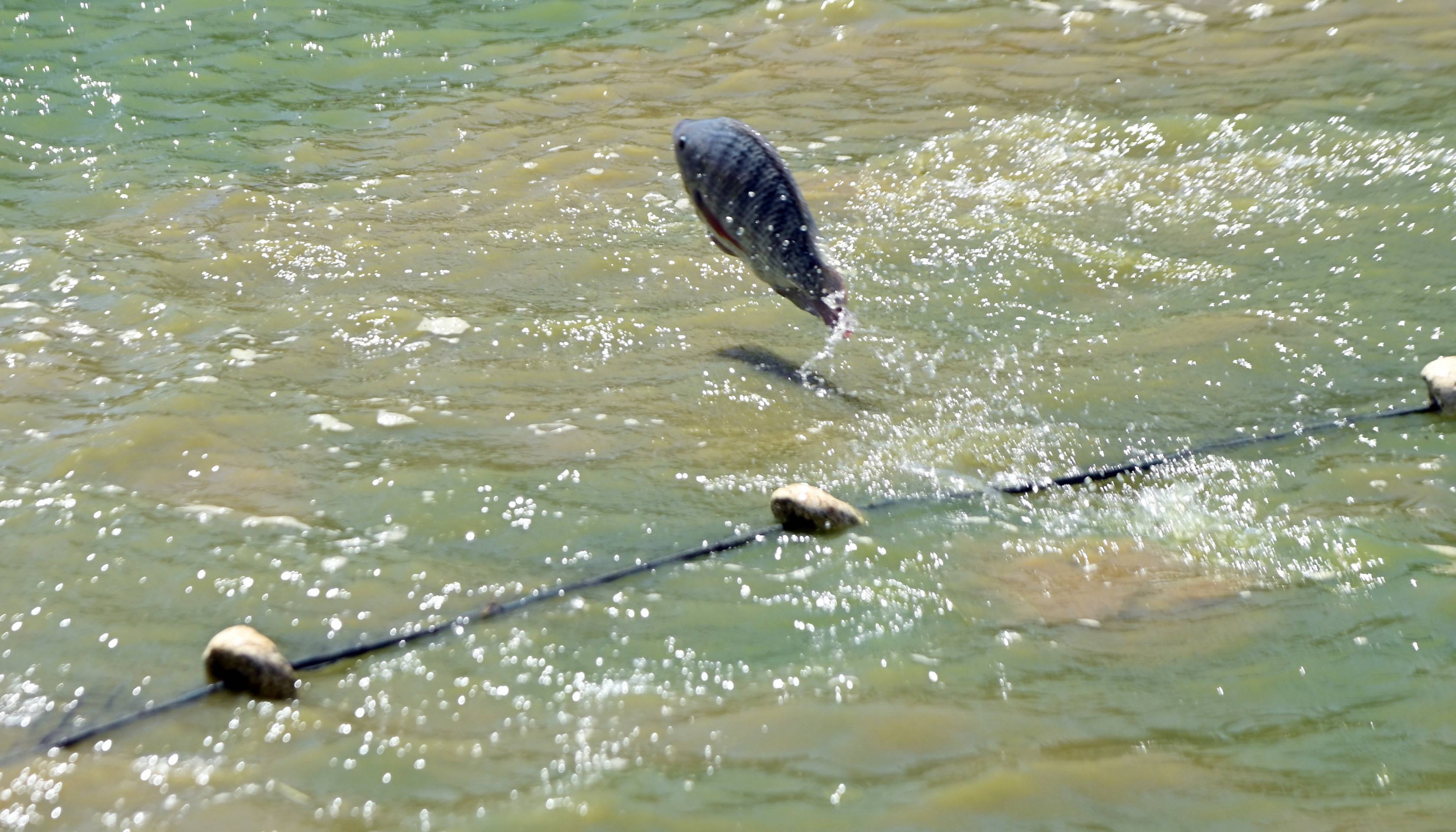 Cria&ccedil;&atilde;o de til&aacute;pia na Ponte Alta