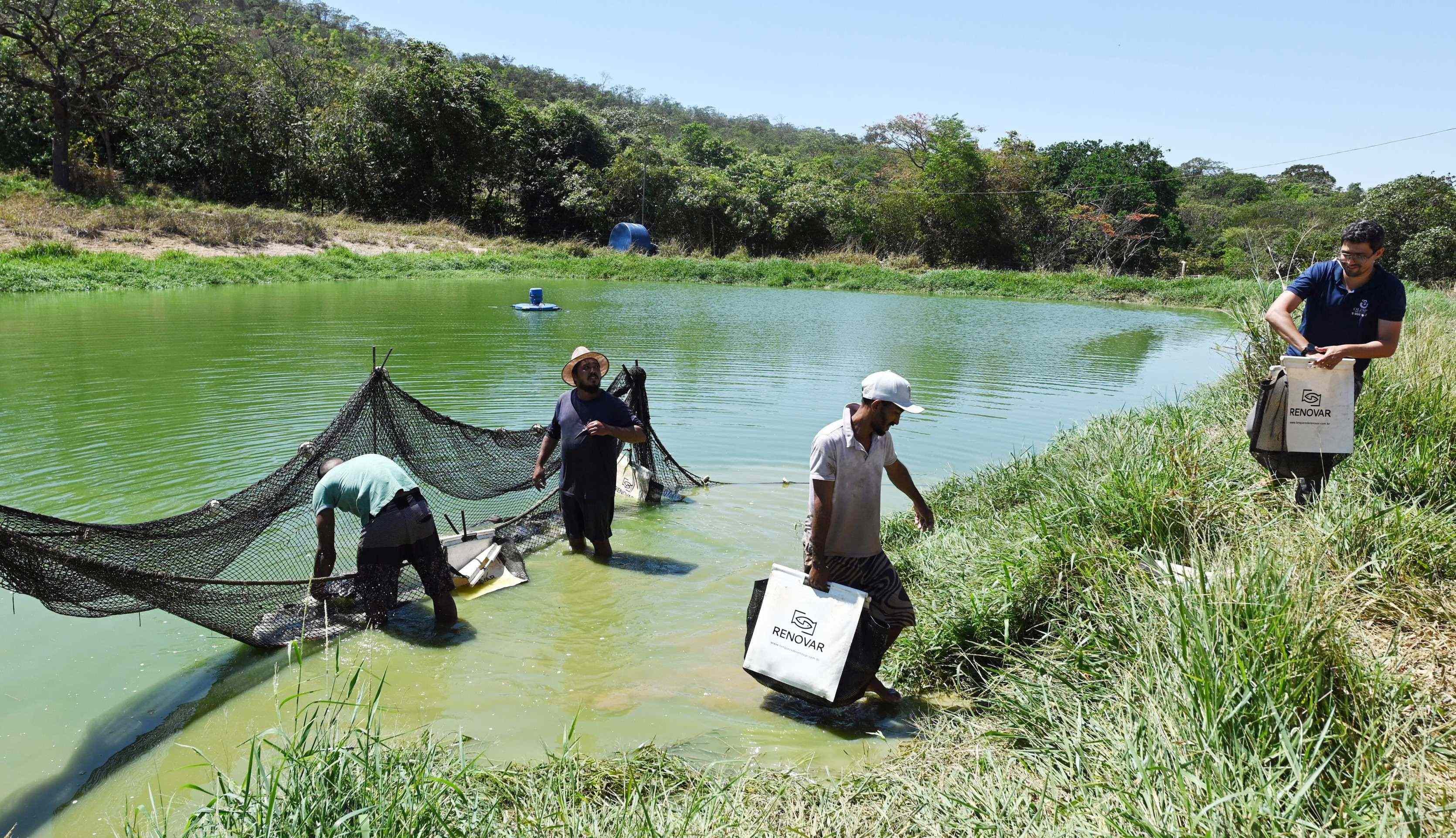 Cria&ccedil;&atilde;o de til&aacute;pia na Ponte Alta