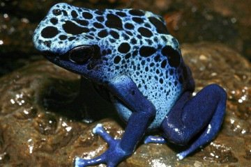 Dendrobates tinctorius, uma das r&atilde;s-de-veneno analisadas no estudo: a esp&eacute;cie n&atilde;o apenas sequestra alcaloides dos insetos que ingere, como os modifica antes para que n&atilde;o sejam degradados pelo organismo -  (crédito: Taran Grant/IB-USP)