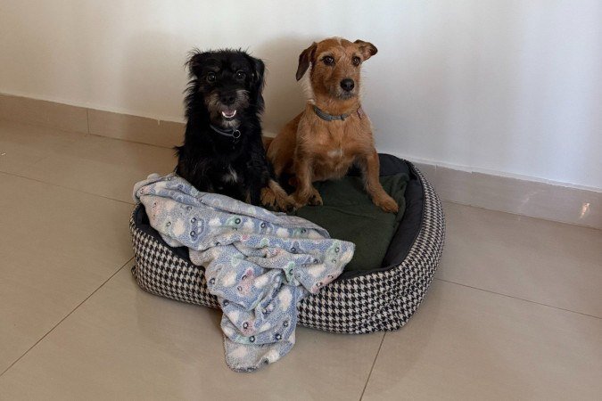 A escolha da cama de Frida e Rapadura é baseada no conforto deles - (crédito: Arquivo pessoal) A escolha da cama de Frida e Rapadura é baseada no conforto deles - (crédito: Arquivo pessoal)