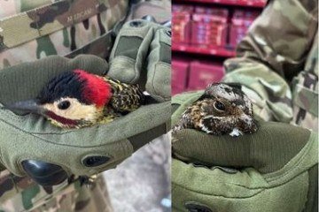Entre os pássaros resgatados estão um filhote de bacurau (D) e um pica-pau (E) - (crédito: Divulgação/PMDF) Entre os pássaros resgatados estão um filhote de bacurau (D) e um pica-pau (E) - (crédito: Divulgação/PMDF)