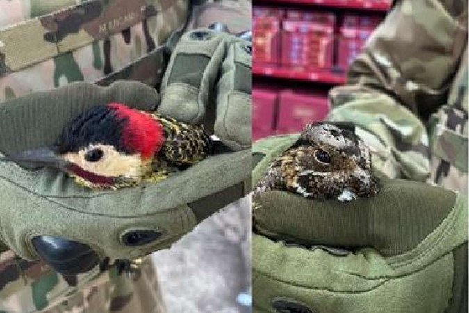 Entre os pássaros resgatados estão um filhote de bacurau (D) e um pica-pau (E) - (crédito: Divulgação/PMDF) Entre os pássaros resgatados estão um filhote de bacurau (D) e um pica-pau (E) - (crédito: Divulgação/PMDF)
