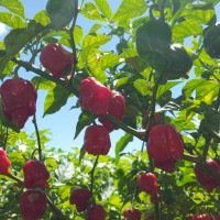 Ao contr&aacute;rio de culturas em que a colheita pode ser mecanizada, a maioria das variedades de pimenta precisa ser retirado individualmente da planta. -  (crédito: Fotos: Wilson Lopes )