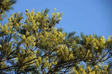 Fenômeno traz mudanças na temperatura global e no comprimento dos dias - (crédito: Minervino Júnior/CB/D.A.Press) Fenômeno traz mudanças na temperatura global e no comprimento dos dias - (crédito: Minervino Júnior/CB/D.A.Press)