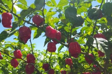 Ao contr&aacute;rio de culturas em que a colheita pode ser mecanizada, a maioria das variedades de pimenta precisa ser retirado individualmente da planta. -  (crédito: Fotos: Wilson Lopes )