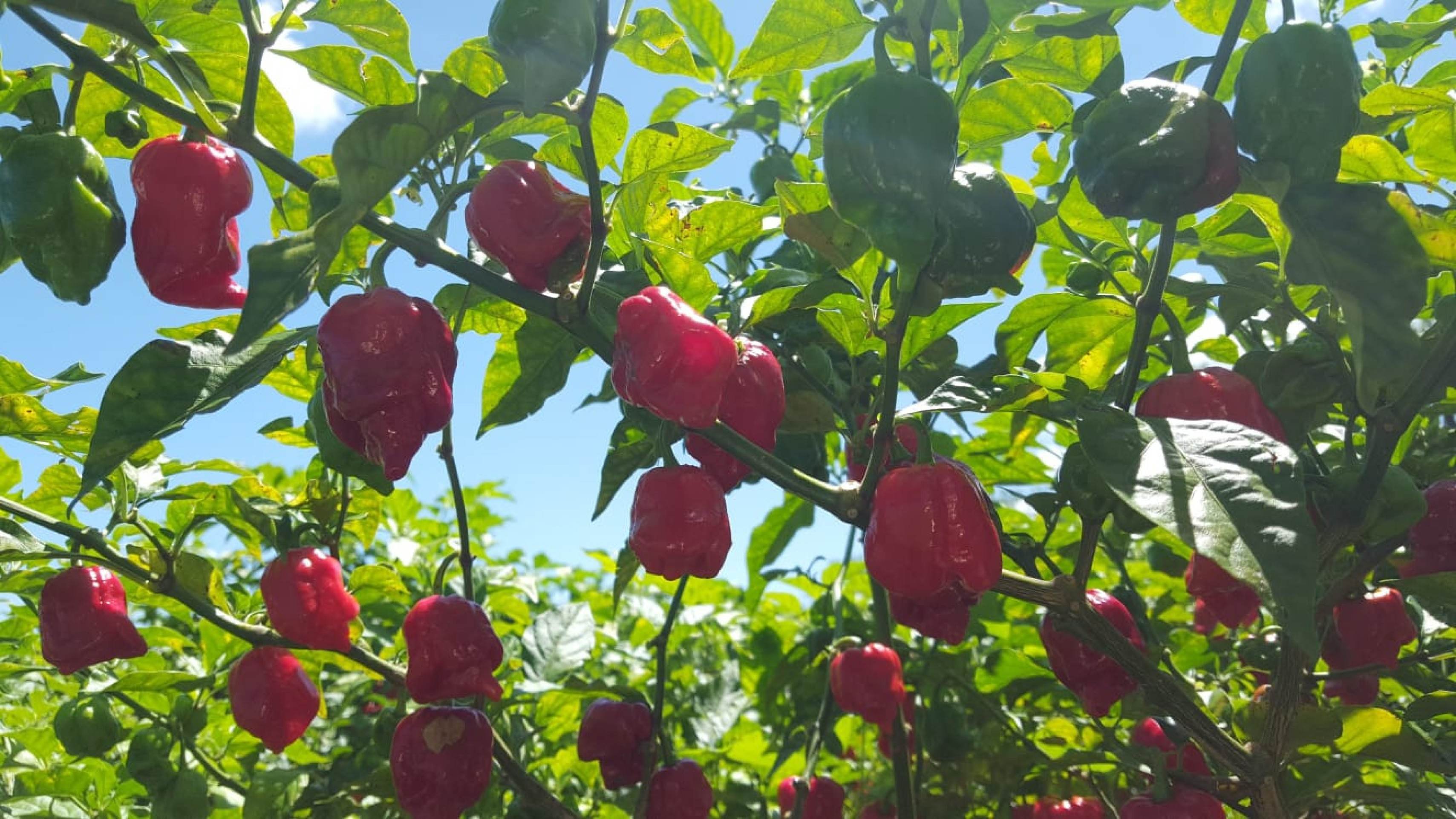 Do fruto aos molhos: plantação de pimenta no DF movimenta produtores e dá retorno milionário