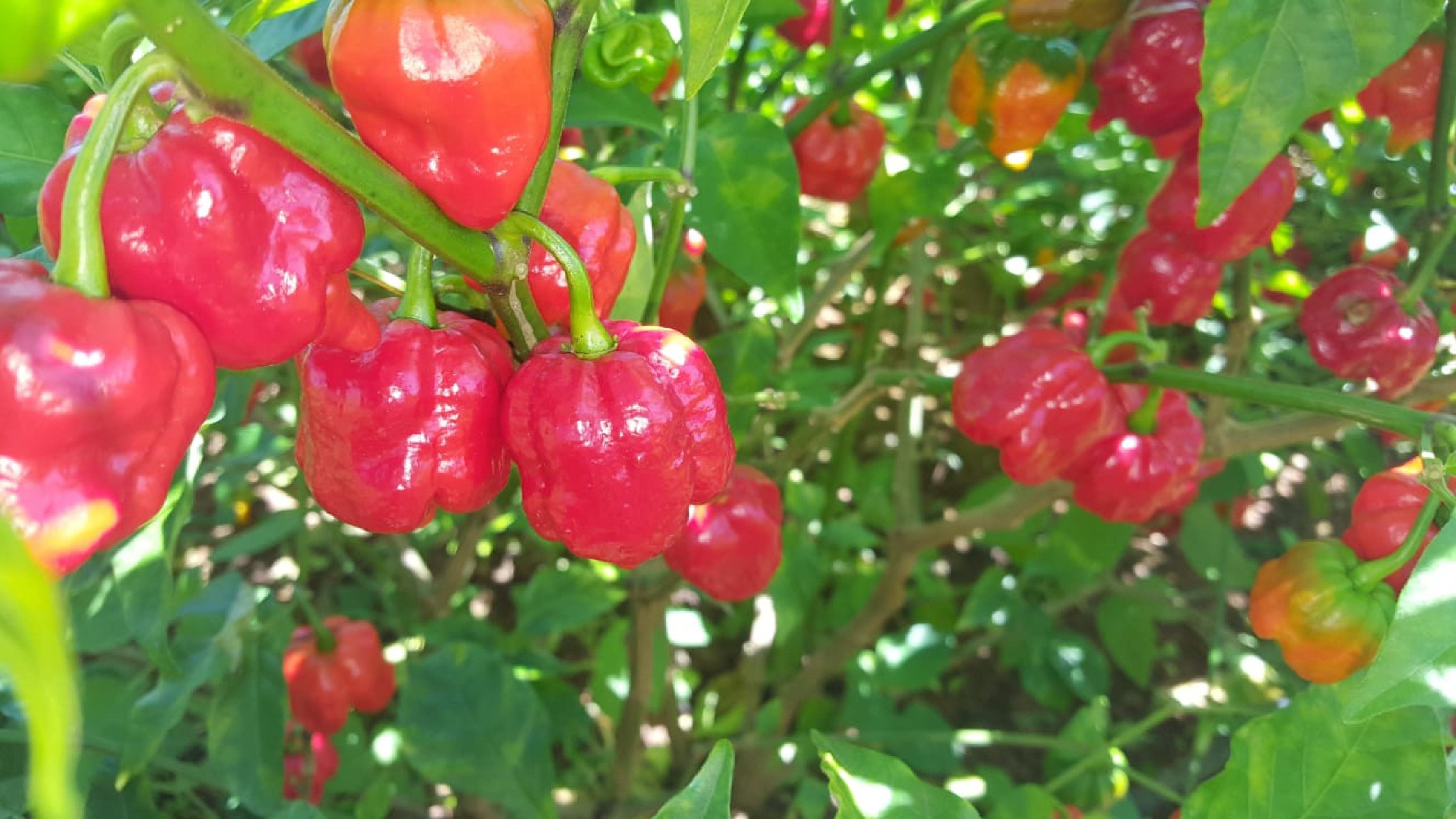 .Em Brazl&acirc;ndia, o produtor Elion Rodrigues de Alc&acirc;ntara cultiva pimenta dentro de sua propriedade de dois hectares. 