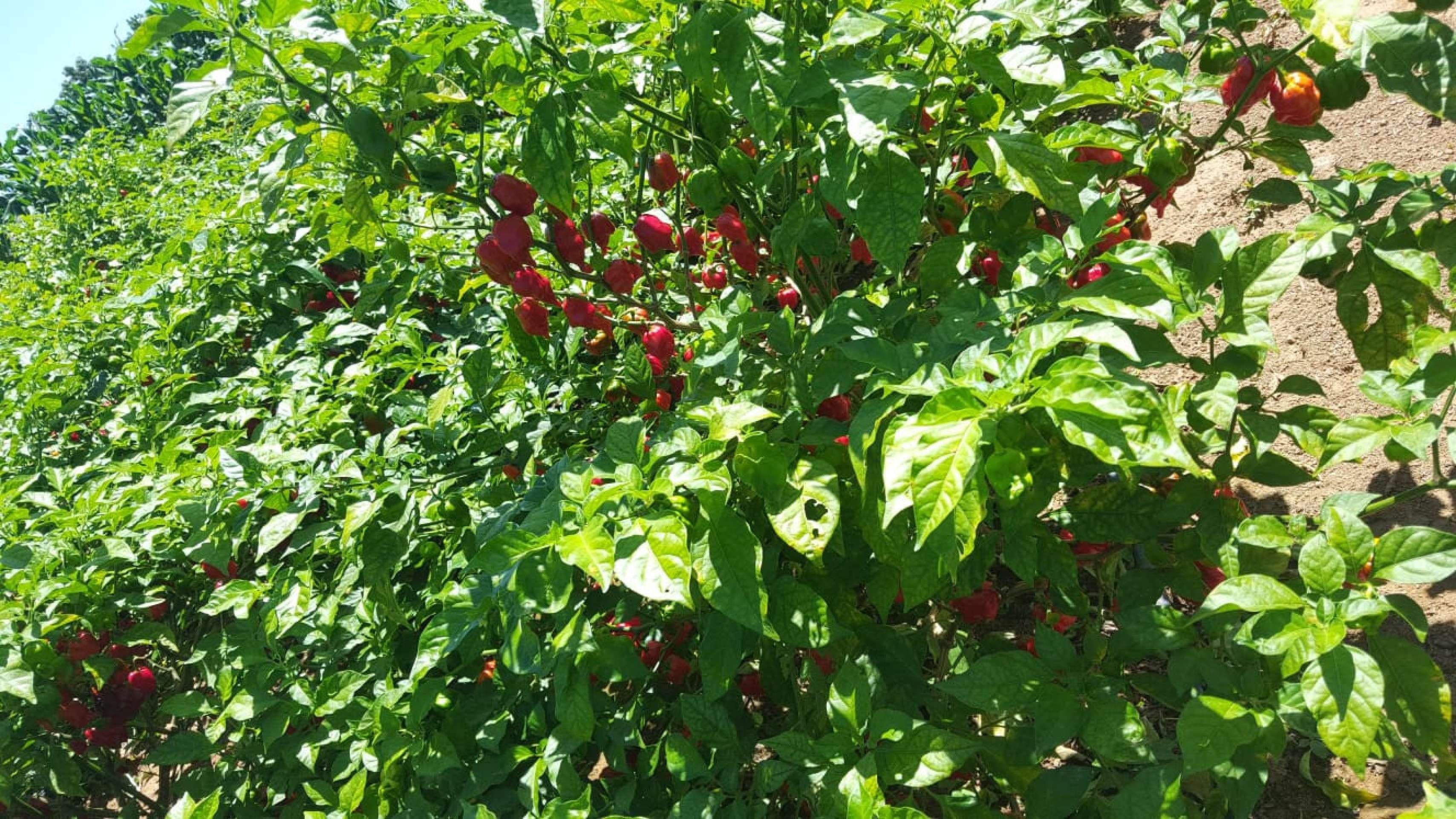 .Em Brazl&acirc;ndia, o produtor Elion Rodrigues de Alc&acirc;ntara cultiva pimenta dentro de sua propriedade de dois hectares.