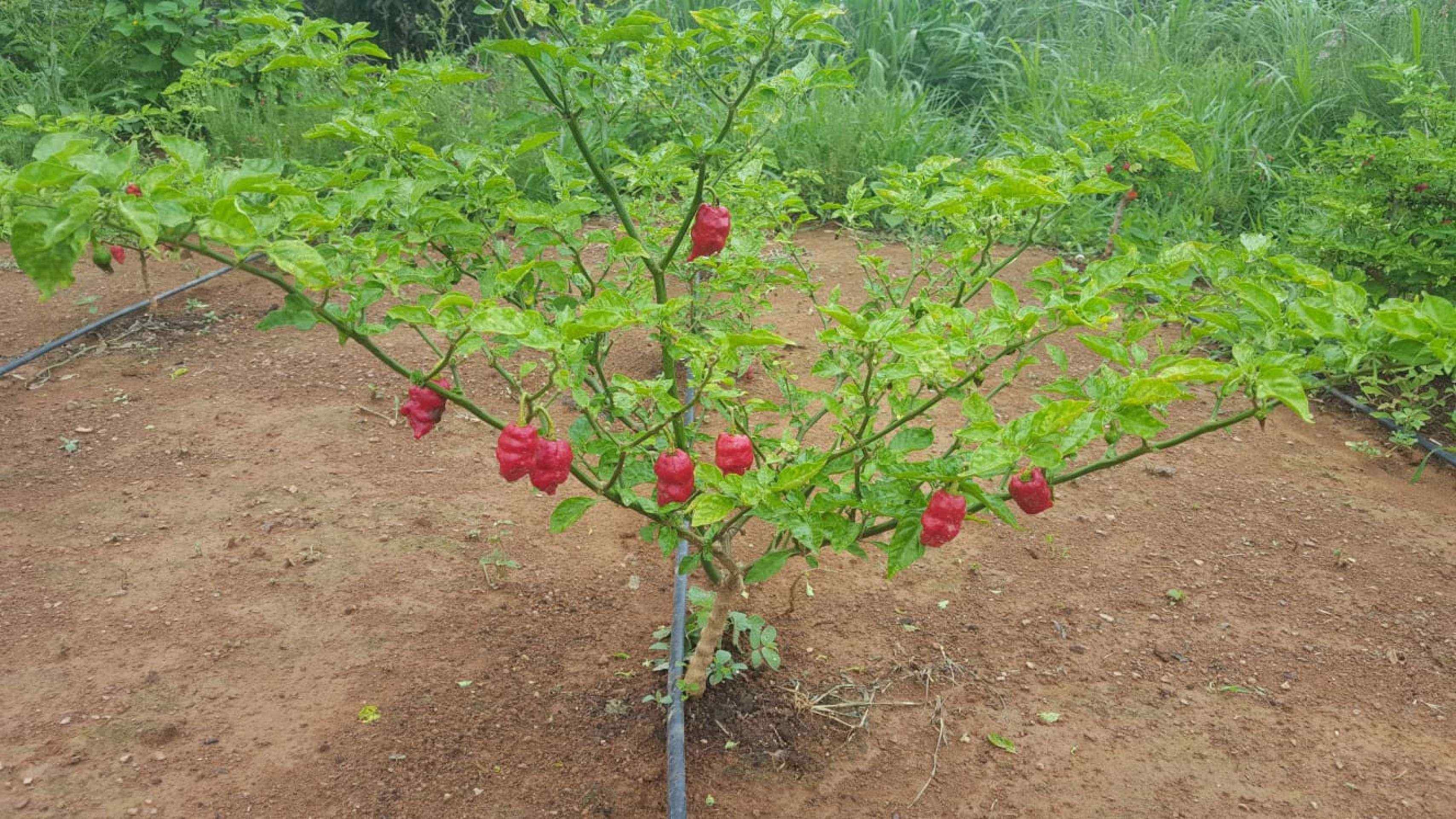 Ao contr&aacute;rio de culturas em que a colheita pode ser mecanizada, a maioria das variedades de pimenta precisa ser retirado individualmente da planta. 
