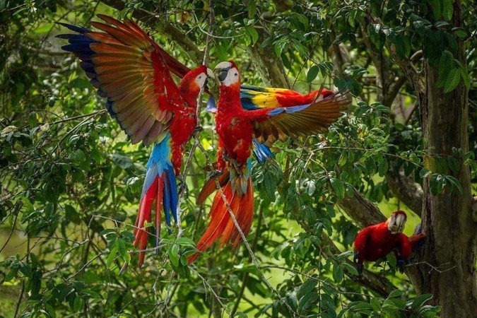 Parker foi retirado do seu ninho antes mesmo de abrir os olhos - (crédito: Gabriela Vigo-Trauco/The Macaw Society) Parker foi retirado do seu ninho antes mesmo de abrir os olhos - (crédito: Gabriela Vigo-Trauco/The Macaw Society)
