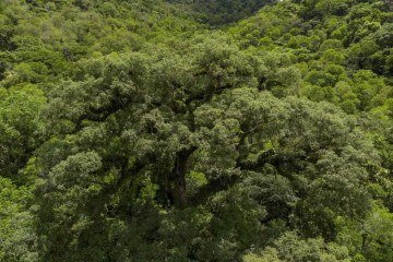 A Mata Atlântica é o bioma brasileiro com a menor proporção de vegetação nativa - (crédito: Fernando Frazão/Agência Brasil) A Mata Atlântica é o bioma brasileiro com a menor proporção de vegetação nativa - (crédito: Fernando Frazão/Agência Brasil)