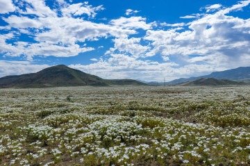 Sob o solo desértico, escondem-se durante todo o ano milhões de sementes e bulbos de cerca de 200 espécies que aguardam precipitações para germinar - (crédito: Javier Torres/AFP) Sob o solo desértico, escondem-se durante todo o ano milhões de sementes e bulbos de cerca de 200 espécies que aguardam precipitações para germinar - (crédito: Javier Torres/AFP)
