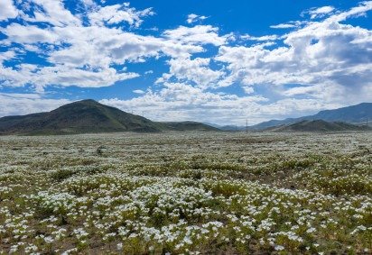 Sob o solo desértico, escondem-se durante todo o ano milhões de sementes e bulbos de cerca de 200 espécies que aguardam precipitações para germinar -  (crédito: Javier Torres/AFP)