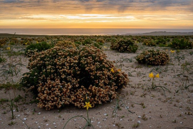  Flowers bloom at the Atacama Desert in Copiapo, Chile on September 17, 2026. (Photo by Javier TORRES / AFP)
      Caption 